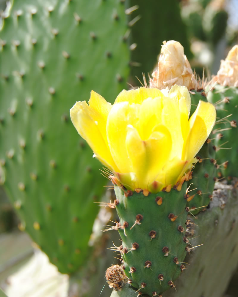 Orto Botanico Hotel Mare Pineta